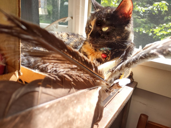 A mostly black cat curled up in a small box in the sun. You see her elegant face through a spray of feathers tucked in the edges of the box.