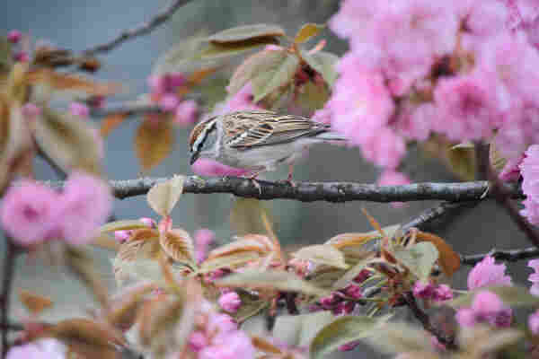 Chipping Sparrow perched on a branch surrounded by pink Flowering Cherry blooms and green leaves. Bird is light gray underneath with brown, black and white wing feathers. Black stripe through the eye, white stripe above the eye with a brown or copper colored cap on its head.