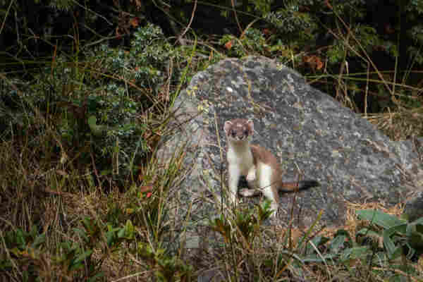 Photo of an stoat on a rock, looking in our direction, with one of its front paws raised.
