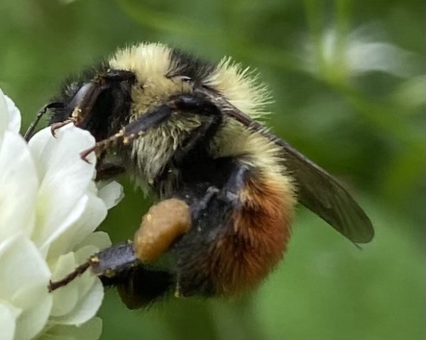 A red-belted bumblebee seen from the side, clinging to the side of a white clover flower. She has shiny black eyes, yellow fuzz on her head and thorax, and three gorgeous stripes of reddish fuzz at the end of her abdomen. She also has a brownish waxy-looking pollen basket on her back leg. 