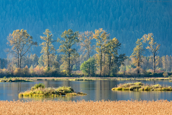 Autumn leaf colors start to show in the Black Cottonwood trees at Katzie Marsh in Pitt Meadows, British Columbia, Canada.  The foreground marsh plants are a mix of Bur-reed, Softstem Bulrush (Schoenoplectus tabernaemontani), and other species. 