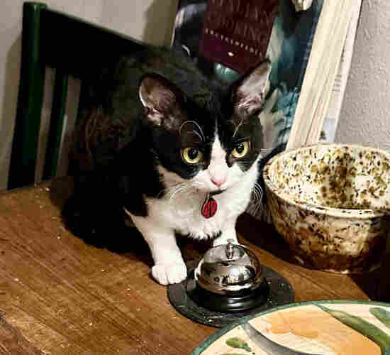 A cat with a focused expression, sitting hunched over the type of bell found on hotel desks, on a kitchen counter.