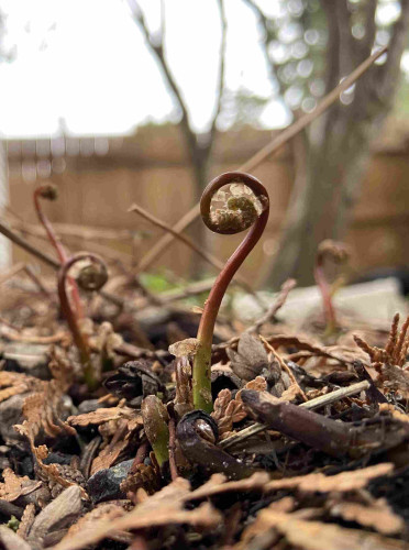 Sensitive ferns emerging from the ground. Their red stems are curled like the bottom of a treble clef. We see one in sharp focus and three blurry in the background, and some more just barely emerging from the soil at the base of the closest one
