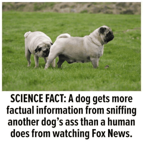 SCIENCE FACT: A dog gets more factual information from sniffing another dog’s ass than a human does from watching Fox News. 