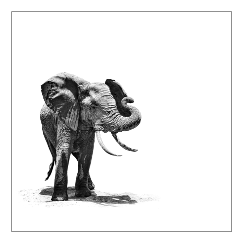 This s a black and white minimalistic edit of a young bull elephant with two beautiful tusks and his wrinkled trunk up. The elephant is against a white background with no distractions. As photographed in Amboseli, Kenya 