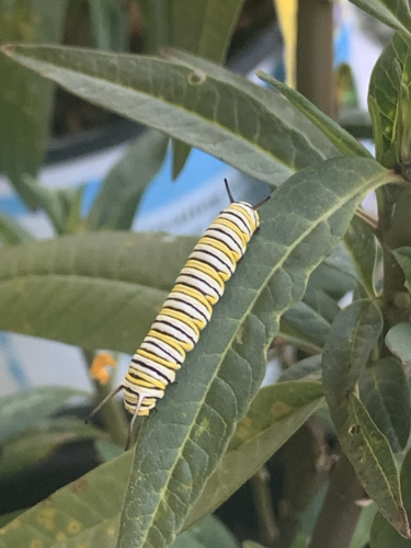 Picture of a caterpillar eating the leaf of the milkweed plant!  The caterpillar is striped, white, black and yellow.