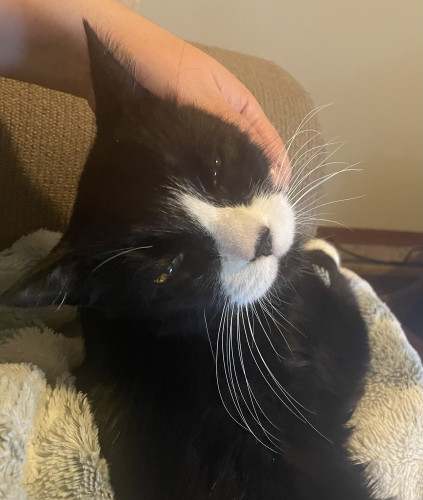 Tuxedo cat smiling and receiving scritches as he cuddles me 
