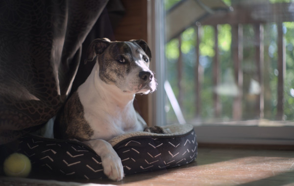 A picture of a short-haired, medium-sized dog who is laying in his doggy bed. He is looking at the camera in three quarter profile and there is a tennis ball next to his bed. The photo is taken down at eye level with the dog.