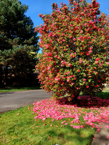 A very large camellia japonica bush covered with pink blooms, and with the grass underneath completely covered with fallen pink blooms.
