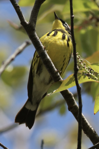A Magnolia Warbler seen perched on a branch from below, showing the black "necklace" against a bright yellow breast, as well as a white eye-ring against a black face. 