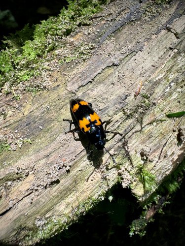 A pleasing fungus beetle on a decaying log
