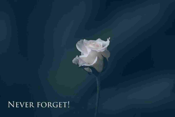 Weiße Rose vor graublauem Hintergrund
Text: Never forget!