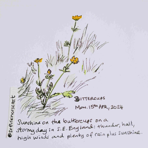 Ink and watercolour sketch painting of buttercups in a green lawn.

Text: @Srfirehorseart

BUTTERCUPS

MON. 15th APR, 2024

Sunshine on the buttercups on a stormy day in S.E. England: thunder, hail, high winds and plenty of rain plus sunshine