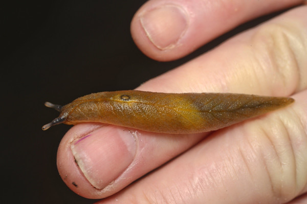 A photo of a yellow leaf-veined slug on a finger. The slug is about half the length of the finger.