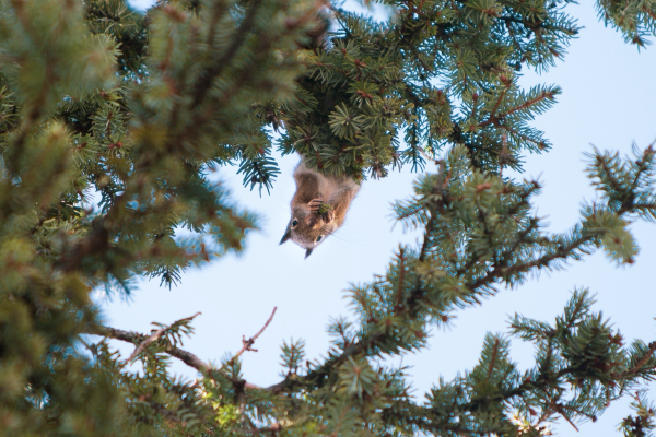 A squirrel, hanging upside down, from a tree branch munching away.