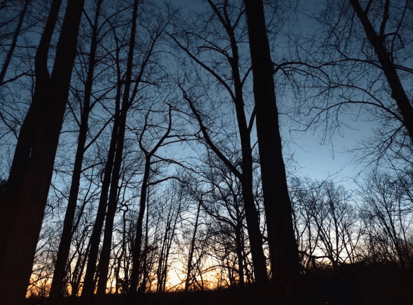 Photo: The dawn sky seen through the woods. The trees are dark, straight silhouettes. The sky is beginning to glow gold and orange just above the horizon. Elsewhere it is a rich, dark blue -- the transition from night to day.