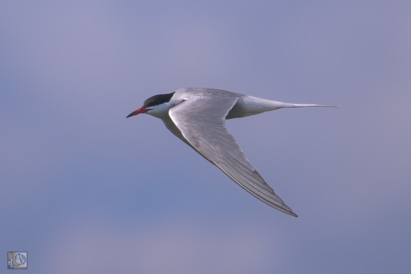 Common terns and Arctic terns can be very difficult to tell apart. The common tern is whiter below, has shorter tail streamers, and has a longer bill, which is orangey-red with a black tip. It is silvery-grey above, with a black cap and short, red legs.
