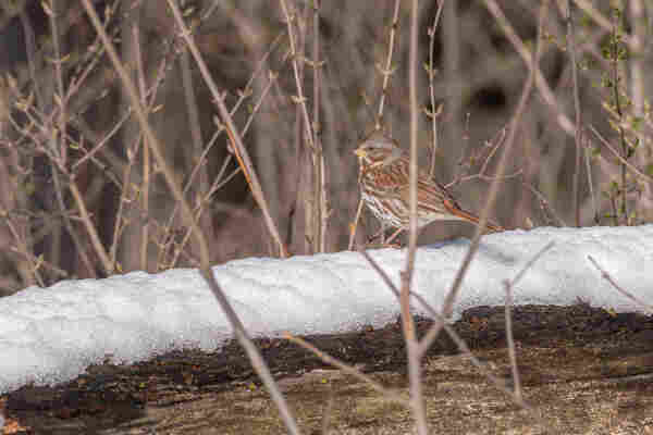 Photograph of a song sparrow standing on fresh snow atop a log with out of focus brown twigs in the foreground and background. The sparrow is facing left with one eye visible. Song sparrows have brown, tan, and white mottled feathers with darker brown patches on their head, back, and wings, dark eyes, silvery grey beaks, and brown legs and feet. Song sparrow have spiky feathers on the top of their heads that give the impression of a short Mohawk.