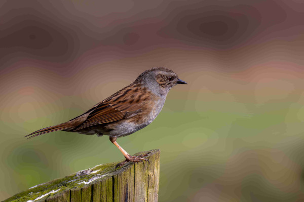 A photo of a dunnock sitting on a wooden fence post. It is a small bird with a brown back with a few black stripes and a grey underbelly and cheecks. The part just below the bird's eye is also brown and the eye itself is red. 