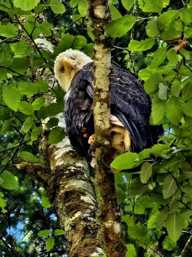 Mature bald eagle, perched on mossy tree branch & looking down at me with tilted head & curious expression.