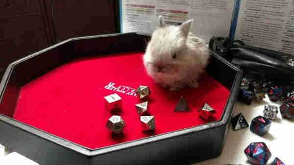 Baby Simon Bunny is sitting in a dice tray.