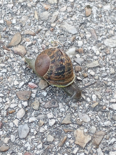 My photo of a fair sized snail crossing the path 
