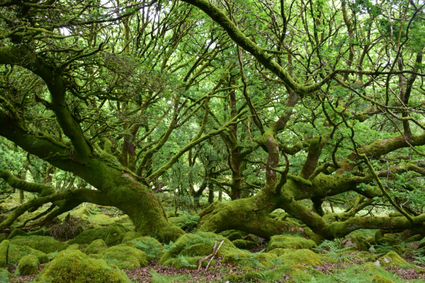 Mossy oak tree 