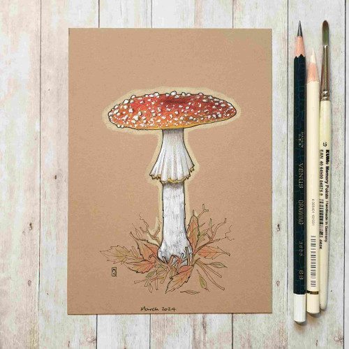 A colour drawing of a Fly Agaric Mushroom, a red and white classic fairy toadstool. The drawing is on buff coloured paper. 