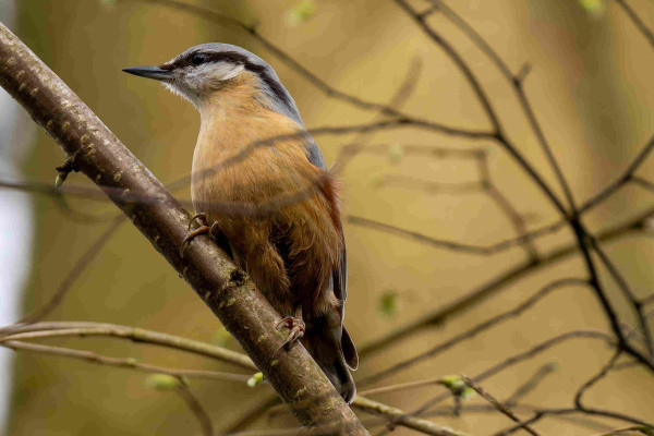 A photo of a Eurasian nut hatch holding onto a branch. The bird has an orange belly. It has a black stripe across its face that looks like a bandits mask. The top of its head and the back of the bird are blue-grey. It also has a sharp but small beak. 