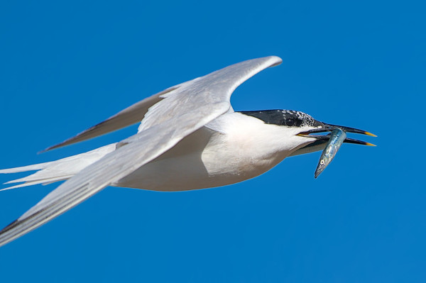 A Sandwich Tern in flight, body tilted slightly to show the top the grey wings,  the dark eye set into a black cap with white patches toward the bill catches a glint of sun. A Sandeel (fish) hangs from the yellow tipped black bill.