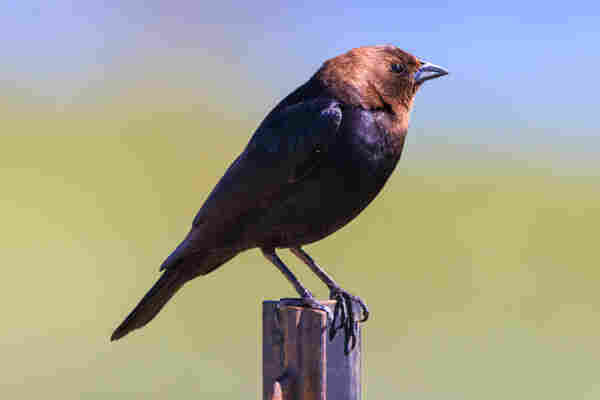 A male brown-headed cowbird is perched on a metal fencepost. His brown head glows in the bright sunlight. Green foliage and the Bay are blurred in the background.