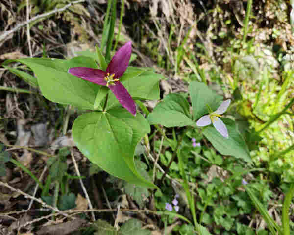 A purple-pink trillium stands next to a white trillium that appears to be adding purple-pink pigments to its petals.