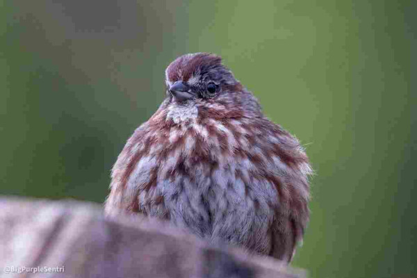 Song sparrow, a small brown flecked songbird, seen from the front. Round, fluffy, warm against a plain green background