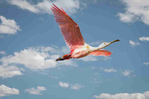 A beautiful scene of a light blue sky with white puffy clouds and a large bright pink bird in flight.  Photography by Debra Martz