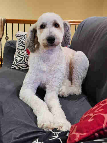 White and grey Goldendoodle laying on a sofa. 