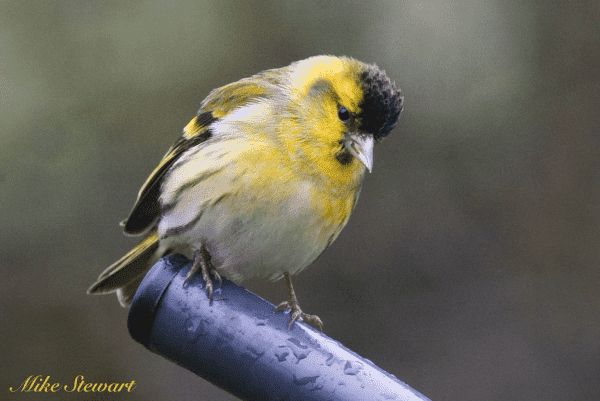 A male Siskin, front on showing its black crown and yellow and white chest