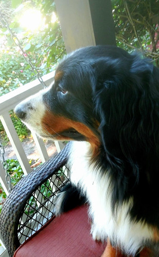 A Bernese Mountain Dog sitting on a porch swing looking over her front yard.