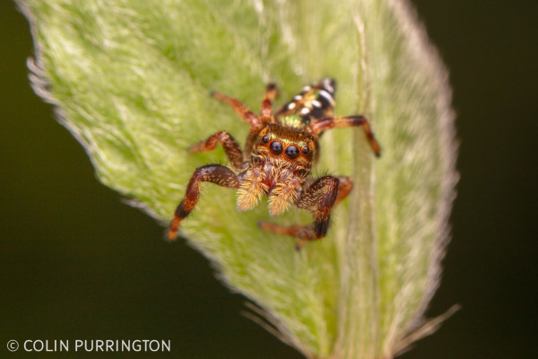 Colorful spider covered with bright yellow, orange, white, black, and green scales looking straight at the camera with its four, forward-facing eyes, the center of which are very large.