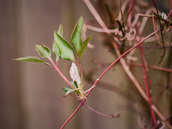 Colour photo; against the brown background of a fence, young leaves emerge from a thin red twig.