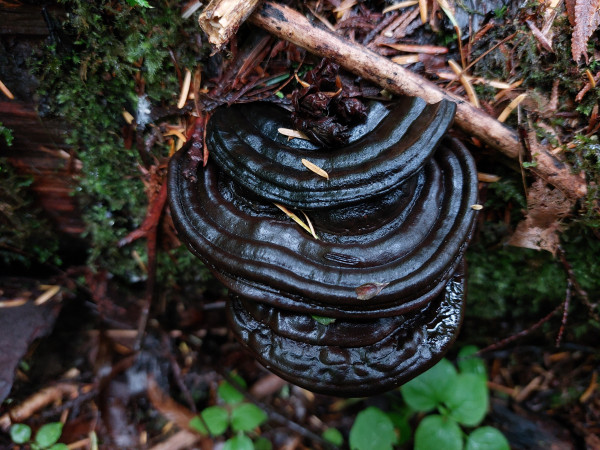 a vertical view of what I believe to be three conks, with consecutive bands all of a very dark brown and looking extremely moist, growing from a mossy log and buried in tree detritus