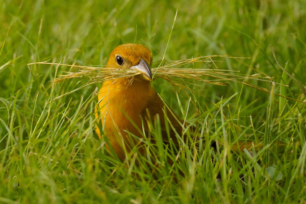 Female Summer Tanager gathering dead grass from a lawn.