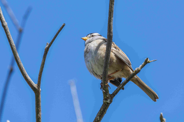 a white-crowned sparrow perched on a leafless tree branch. the sun is shining on it, and the blue sky fills the background