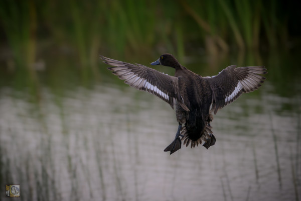 a black duck with white tips to wing feathers