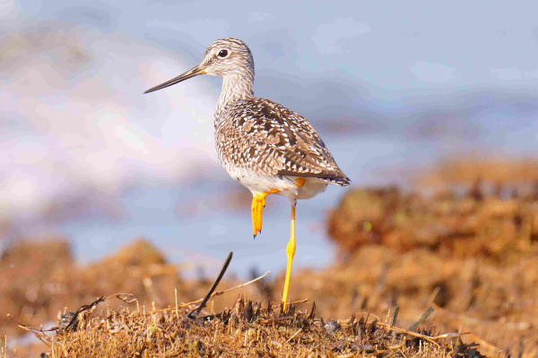 A Greater Yellowlegs standing on one leg on the peat of the Chesapeake Bay.