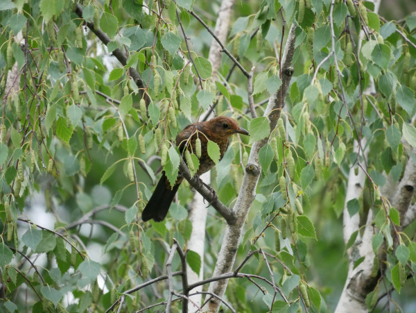 Ein brauner Vogel mit geschecktem Bauch sitzt inmitten von grünen Blättern auf dem weißen Ast einer Birke und sieht nach rechts.