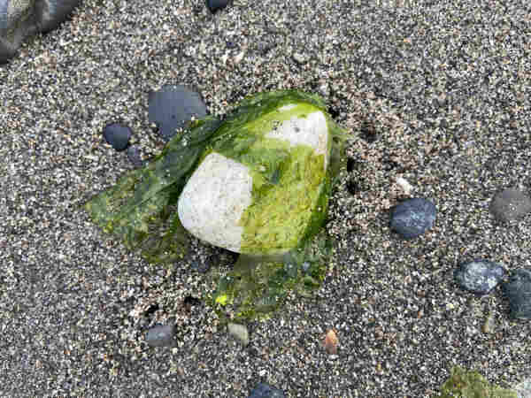 A white stone with rounded angles partially covered in translucent green seaweed on dark coarse wet sand. 