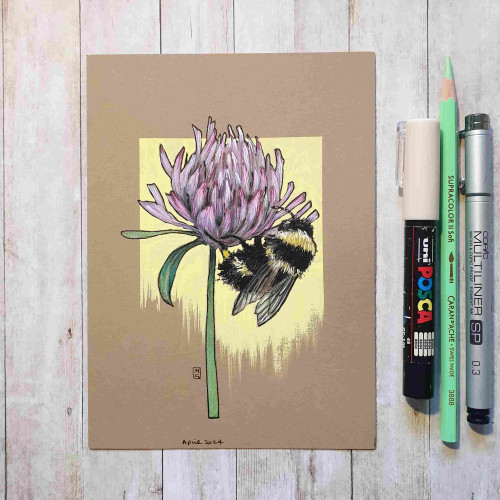 Original drawing - Bee on a Clover Flower
A colour drawing a bumblebee on a clover flower.
Materials: colour pencil, mixed media, acid free buff colour paper
Width: 5 inches
Height: 7 inches