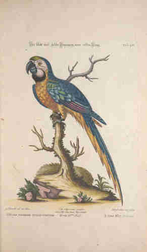 Macaw illustration, from the source cited above