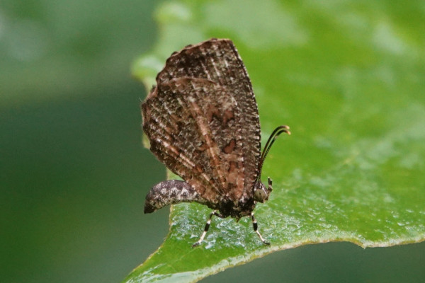 A small butterfly with brown wings with an irregularly textured surface.
