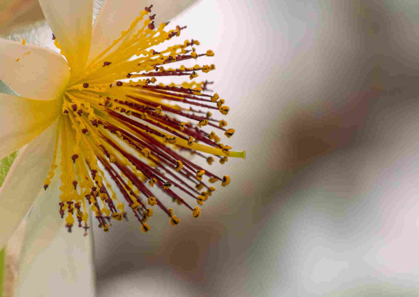 Das innere einer Blüte einer Zimmerlinde. Zu sehen sind als Nahaufnahme die Staubgefäße und der Stempel. Die Staubgefäße entspringen einer gelblichen Mitte der ansonsten weißen Blüte und sind unten gelb, weiter oben an der Spitze rotbraun und mit gelbem Blütenstaub. Hintergrund ist weiß-grau verschwommen.